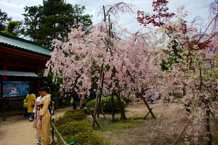Cherry Blossom Trees at Heian-jingu
