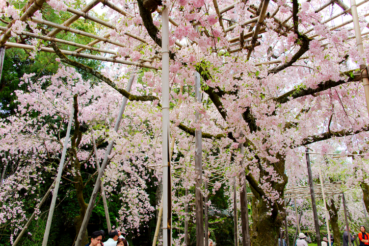 Cherry Blossom Lattice Ceiling at Heian-jingu