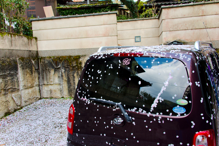 Minivan Covered in Cherry Blossoms