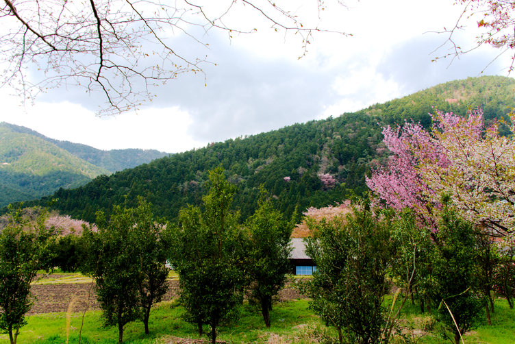 Orchards in Ohara, Kyoto Prefecture