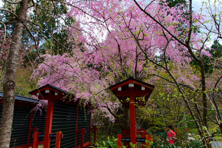 Racks of Minature Kannon Statues at Sanzen-in Temple