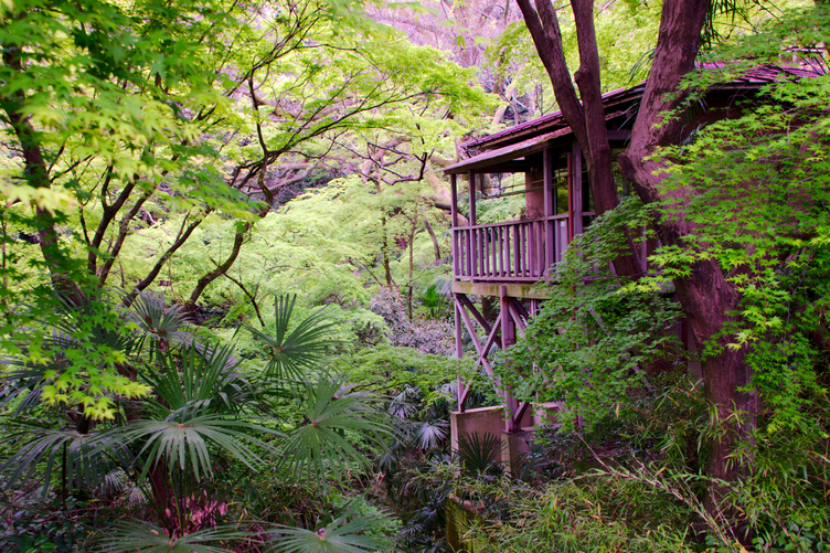 A Jungle in Kyoto