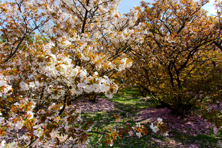 Omuro Sakura Trees at Ninna-ji Temple