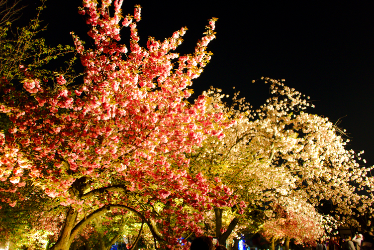 Trees in Bloom at Nijō-jō Castle at Nighttime