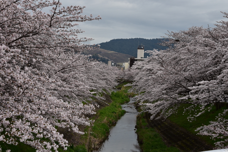 Cherry Blossoms in bloom on the Saho River in Nara