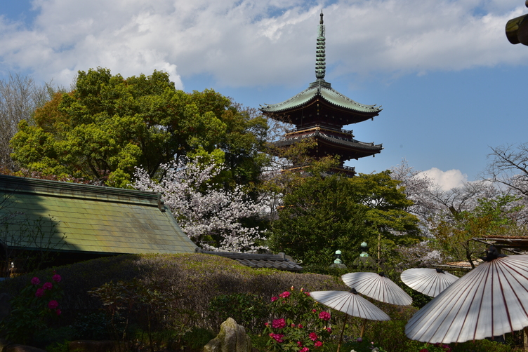 Peony Flower Garden of Ueno Toshogu Shrine