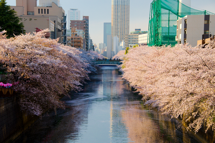 Cherry Blossoms on the Meguro River in Tokyo