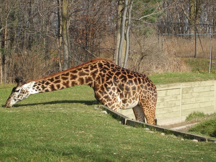 Giraffe at Toronto Zoo