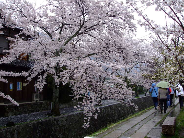 Philosopher's Path in Kyoto