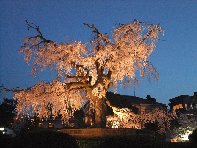 Weeping Cherry Tree at Maruyama Park, Kyoto